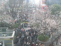 shibuya snow